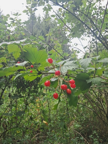 guelder-rose