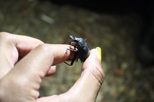 Lithoblaps lusitanica