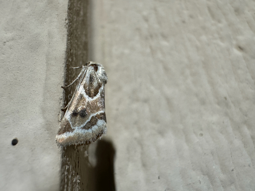 Acute-lined Flower Moth