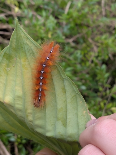 Sycamore Moth