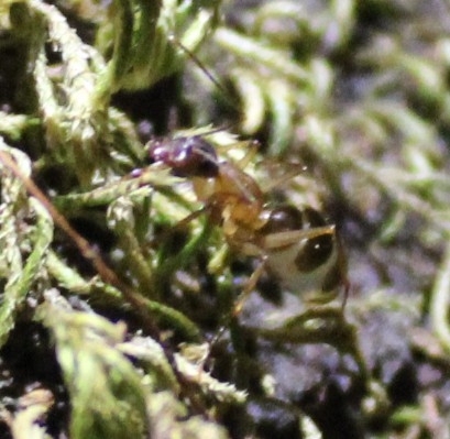 Camponotus pilicornis