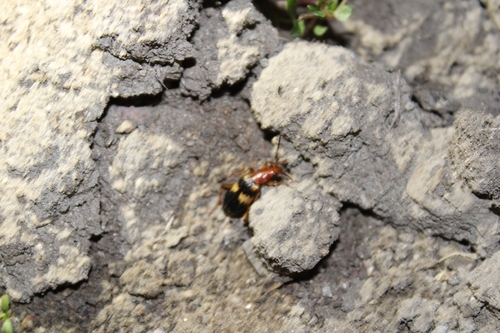 Pheropsophus hispanicus