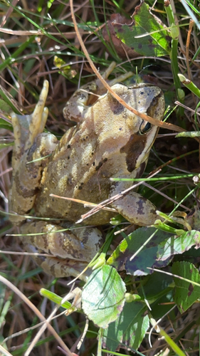 European Common Frog