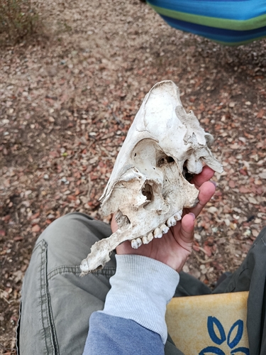 Wild Boar