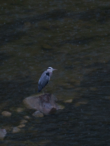 Grey Heron