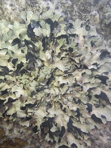 Netted shield lichen