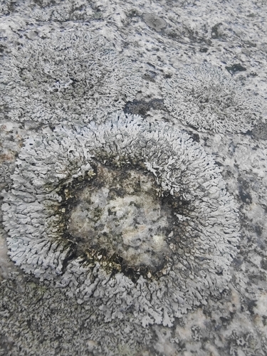 Blue-gray Rosette Lichen