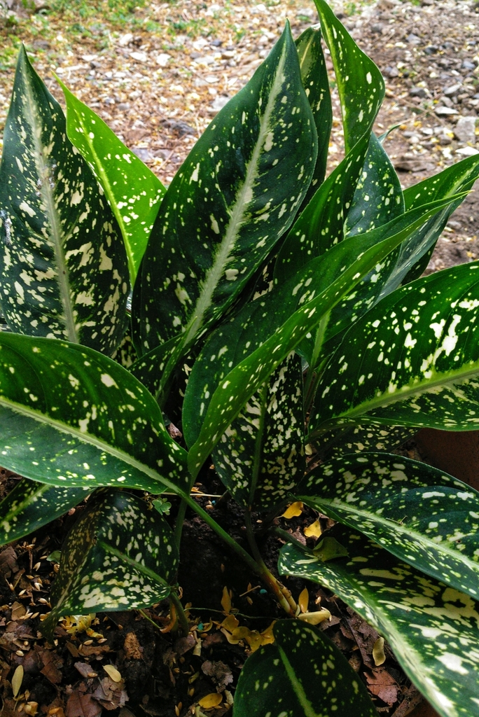 Aglaonema costatum