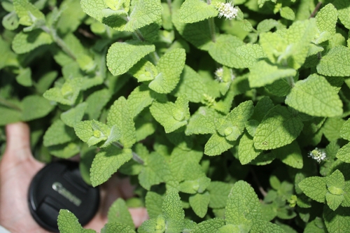 Apple Mint