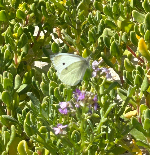 Small White
