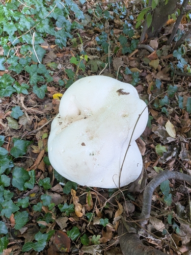 giant puffball