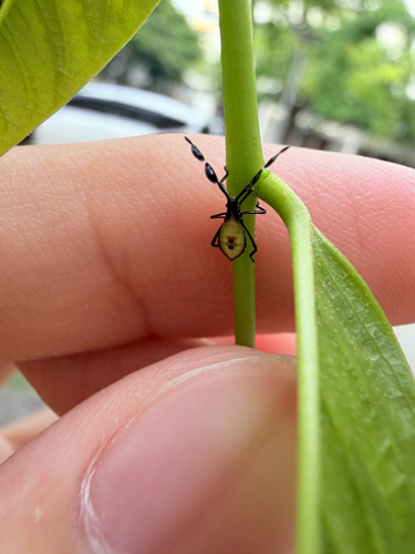 Cactus Coreid Bug