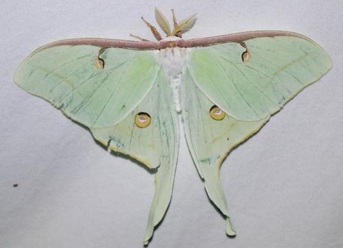 North American Luna Moth