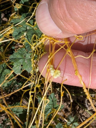 Field Dodder