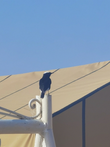 White-crowned Wheatear