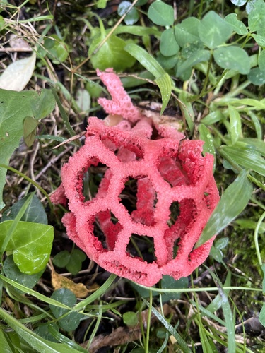 red-cage fungus