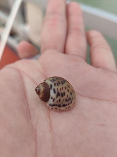 Tiger Moon Snail
