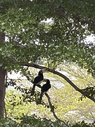Oriental Pied Hornbill