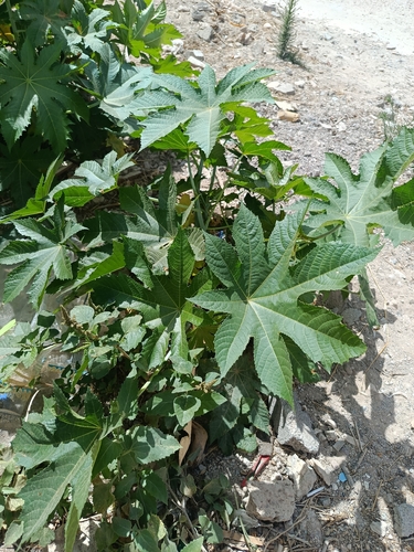castor bean