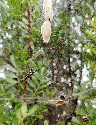 Tropical Tent-web Spider