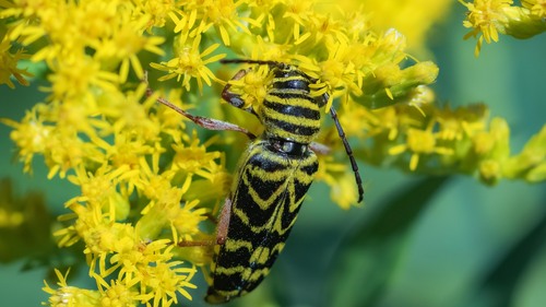 Locust Borer