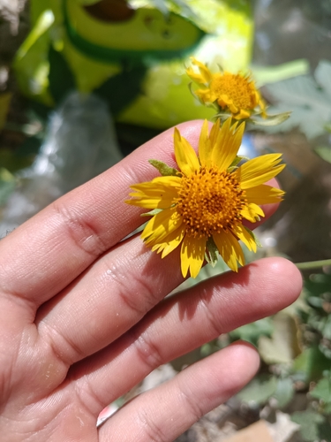 cowpen daisy