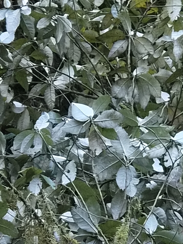 musk daisy-bush