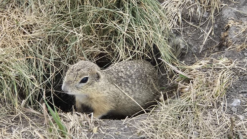 European Ground Squirrel
