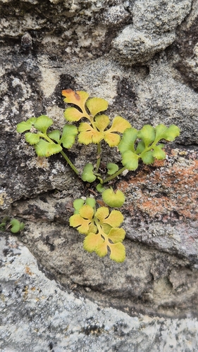 wall-rue