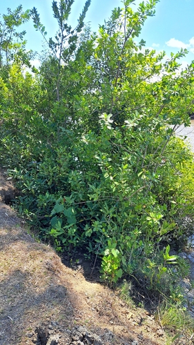 holly mangrove