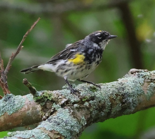 Yellow-rumped Warbler