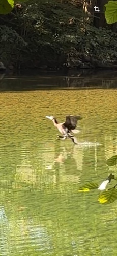 Great Cormorant