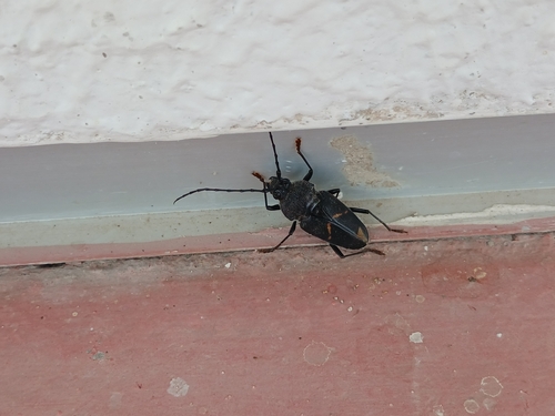 Megaderus stigma