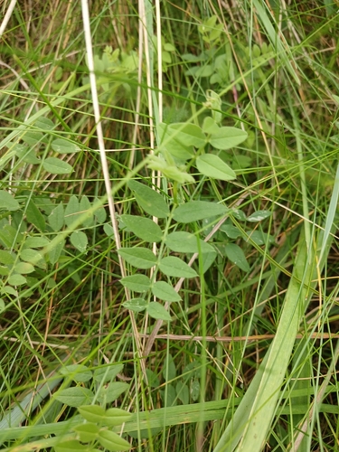 Bush Vetch