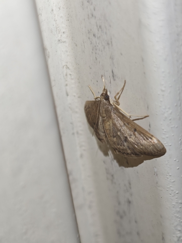 Grass Webworm Moth