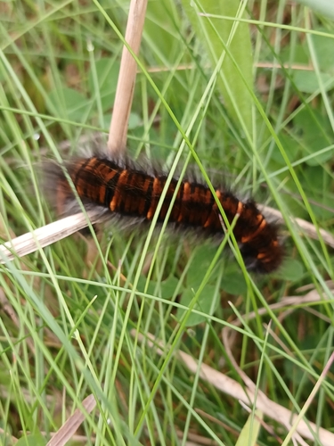 Fox Moth
