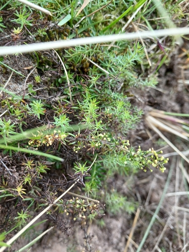 Lady's Bedstraw