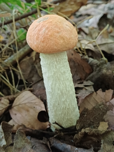 Leccinum leucopodium