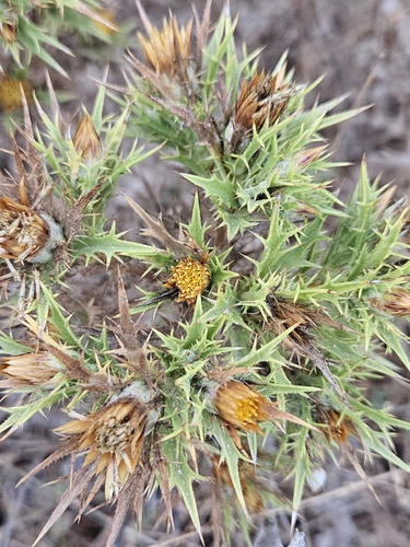 Clustered Carline-thistle