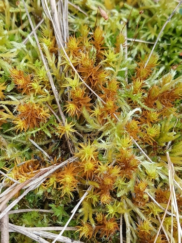 Sand-hill Screw-moss