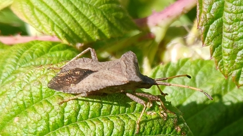 Dock Bug