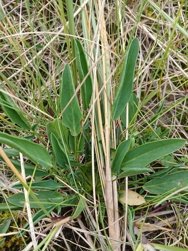 Common Kidney-Vetch
