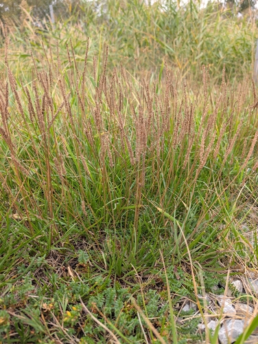Sea Plantain