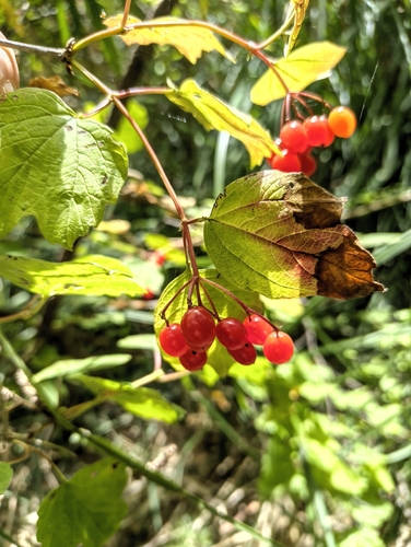 guelder-rose