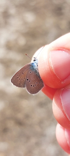 Mazarine Blue