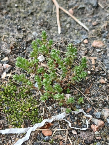 Biting Stonecrop