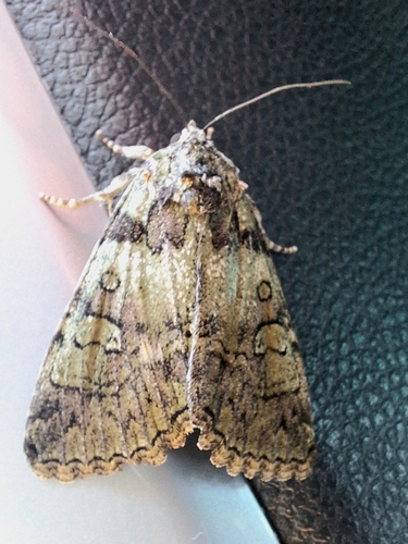 Guernsey Underwing