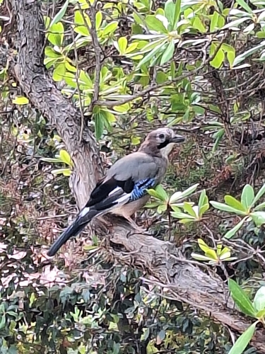 Eurasian Jay