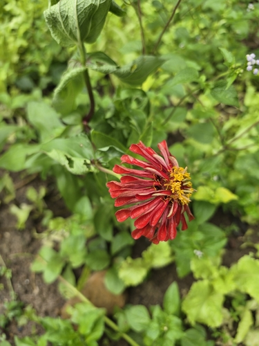Elegant Zinnia