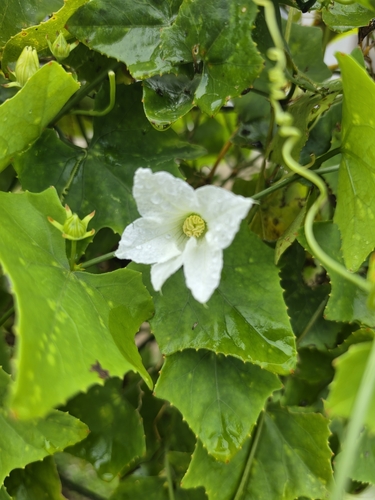 Ivy gourd